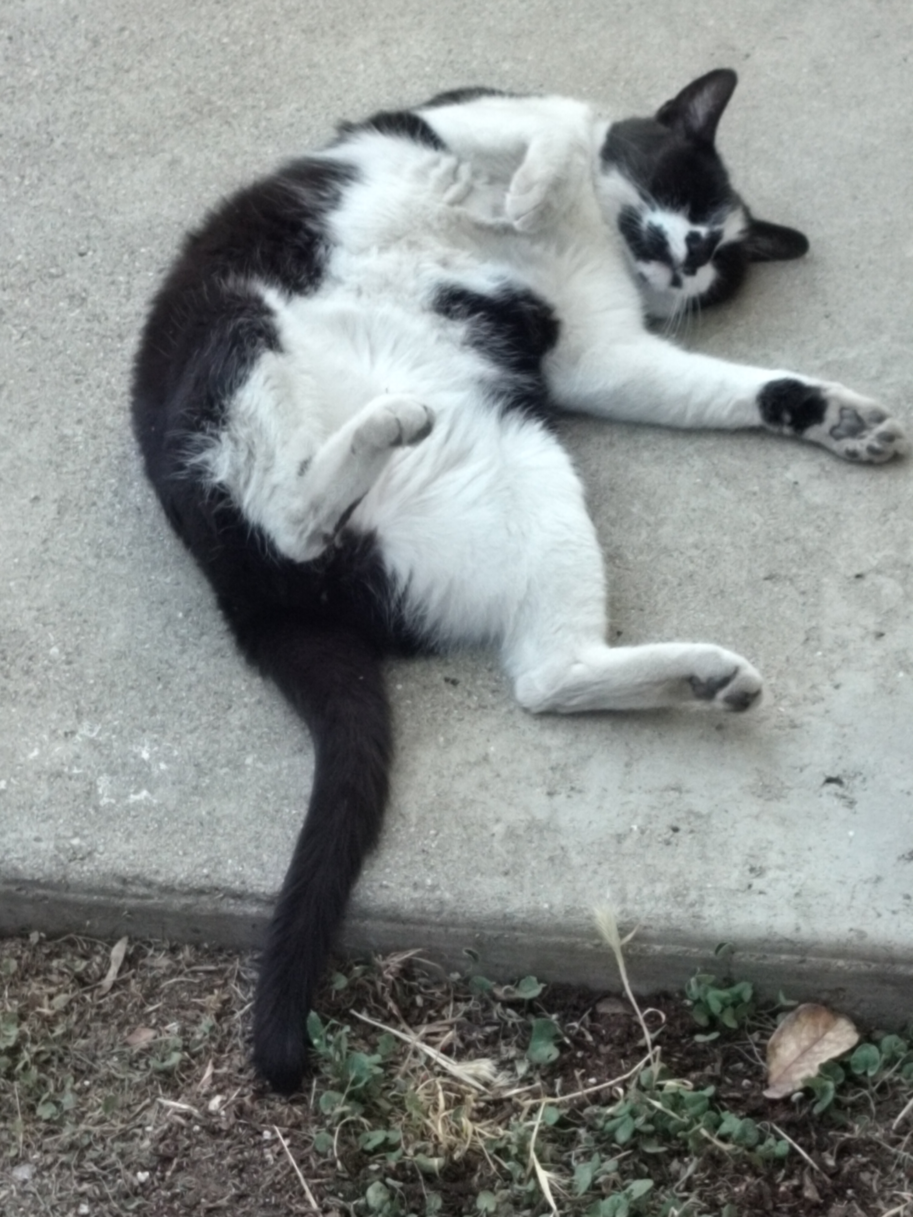 Pishoo rolling around